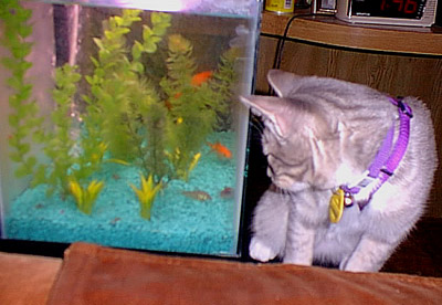 Misty playing with fish