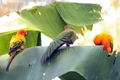 Cypress Gardens Birds