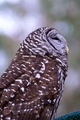 Silver Springs Barred Owl