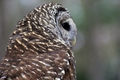 Silver Springs Barred owl