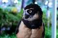 Silver Springs Owl