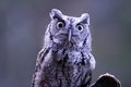Silver Springs Screech Owl