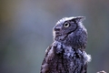 Silver Springs Screech Owl