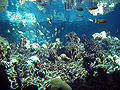 Under The Sea Landscapes
